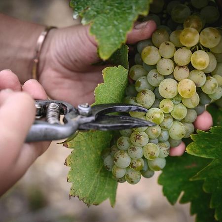 Vignoble Chateau Piegue - Winery Rochefort-sur-Loire 外观 照片