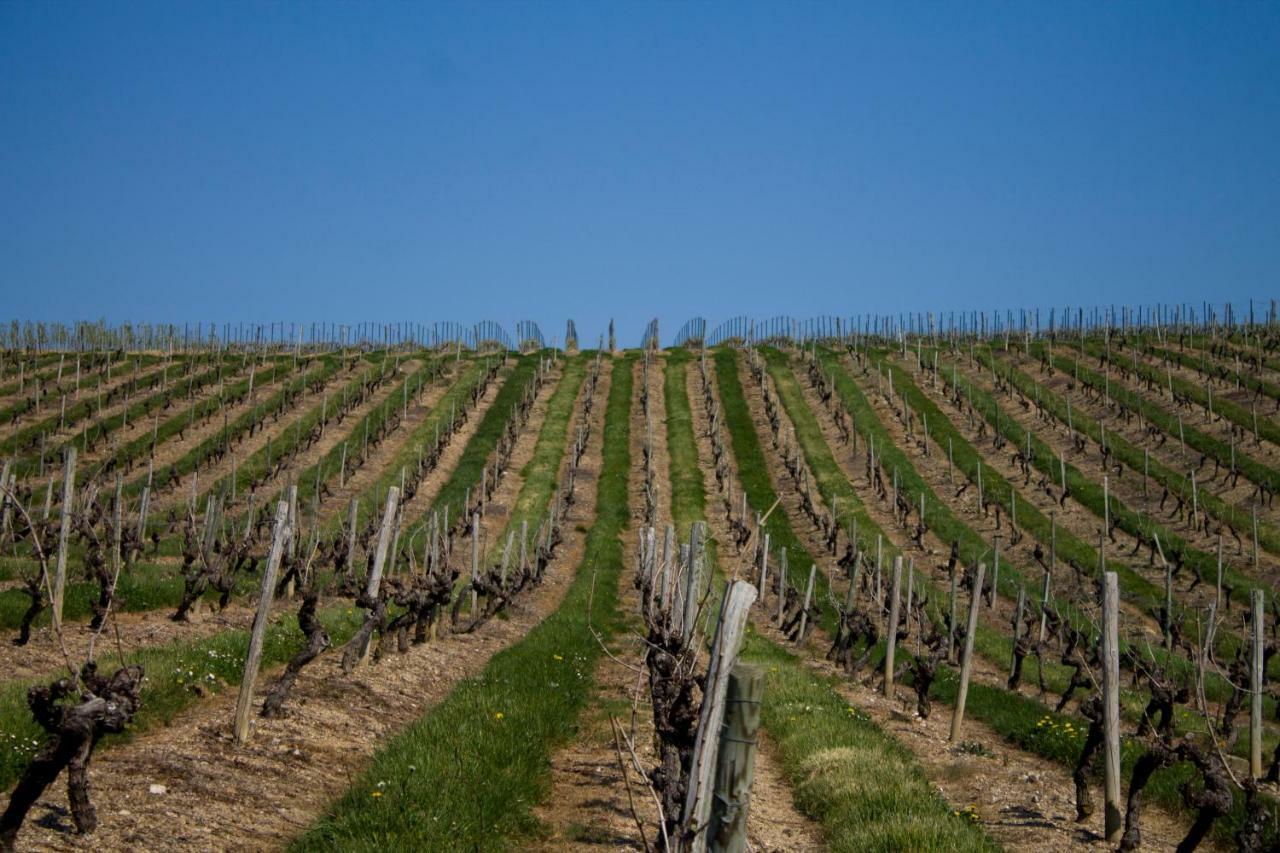 Vignoble Chateau Piegue - Winery Rochefort-sur-Loire 外观 照片